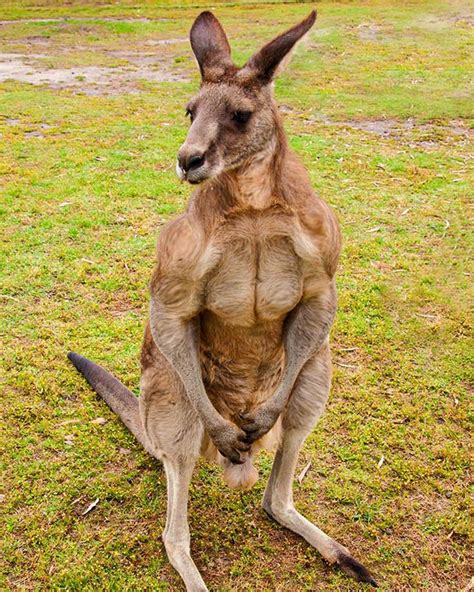 kangaroo biceps|why are some kangaroos buff.